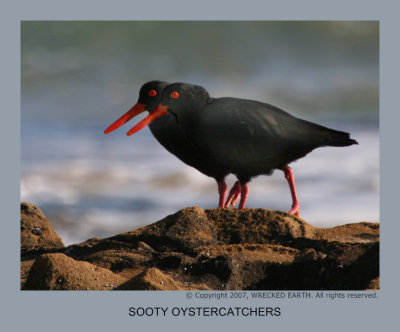 SOOTY OYSTERCATCHERS.jpg