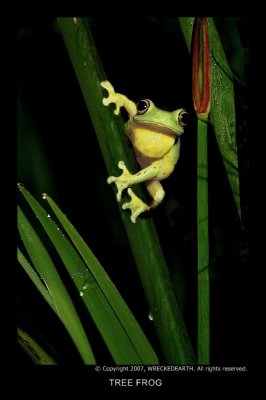 TREE FROG.JPG