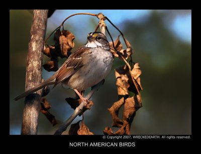 NORTH AMERICAN BIRDS.jpg