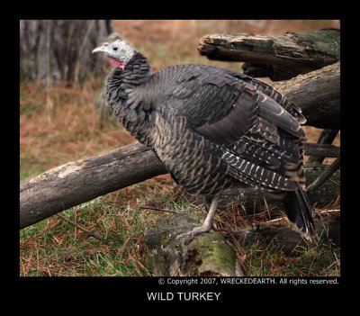 WILD TURKEY.jpg