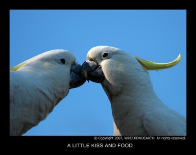 A LITTLE KISS AND FOOD TIDBIT.jpg