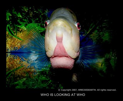 WHO IS LOOKING AT WHO.jpg
