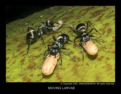 MOVING LARVAE.jpg