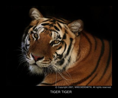 TIGER TIGER.jpg