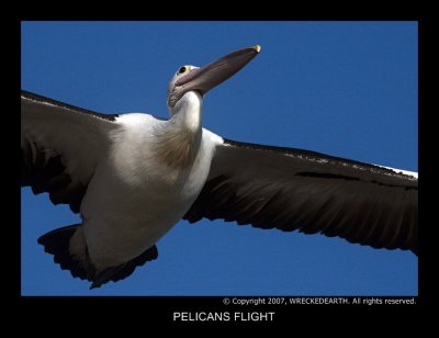 PELICAN.jpg