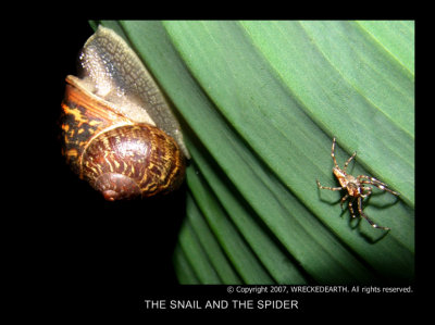 THE SNAIL AND THE SPIDER.jpg