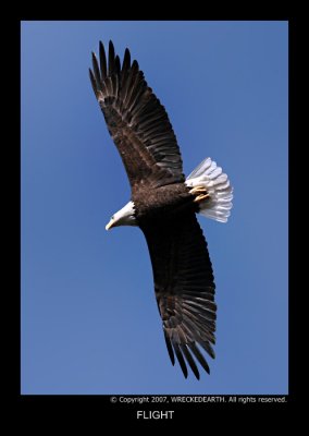 FLIGHT.jpg