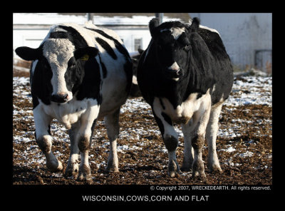 WISCONSIN COWS CORN AND FLAT.jpg