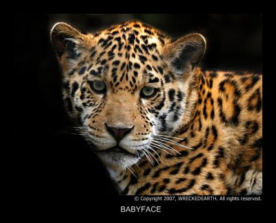 BABYFACE.jpg