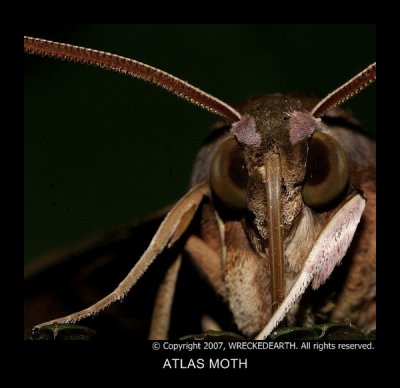 ATLAS MOTH.jpg