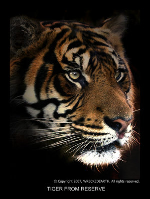TIGER FROM RESERVE.jpg