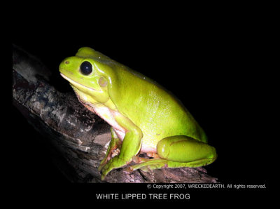 WHITE LIPPED TREE FROG.jpg