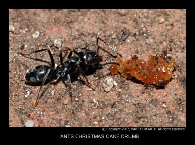 ANTS CHRISTMAS CAKE CRUMB.jpg