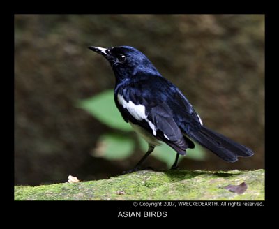 ASIAN BIRDS.jpg