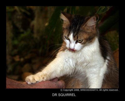 Dr Squirrel.jpg