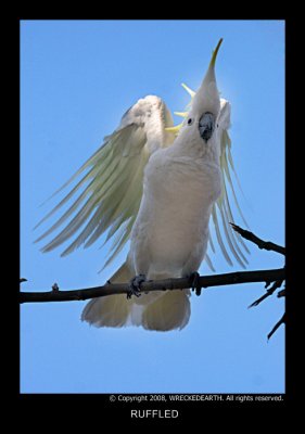 RUFFLED.jpg