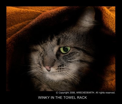Winky in the towel rack.jpg