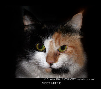 MEET MITZIE.jpg