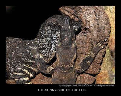 THE SUNNY SIDE OF THE LOG.jpg