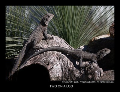 TWO ON A LOG.jpg