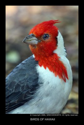 BIRDS OF HAWAII.jpg