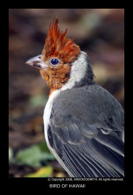 BIRD OF HAWAII.JPG