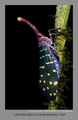 Lantern Beetle from Borneo trip.jpg