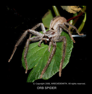 ORB SPIDER.jpg