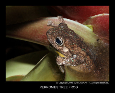 PERRONIES TREE FROG.jpg