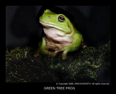 Green Tree Frog .jpg