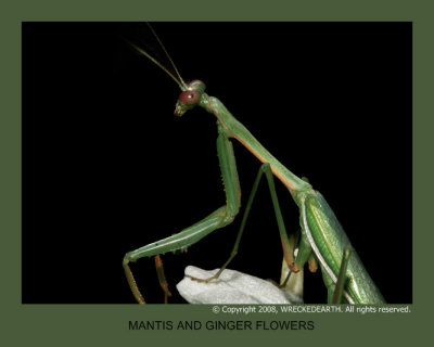 MANTIS AND GINGER FLOWERS.jpg