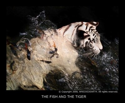 THE FISH AND THE TIGER.jpg