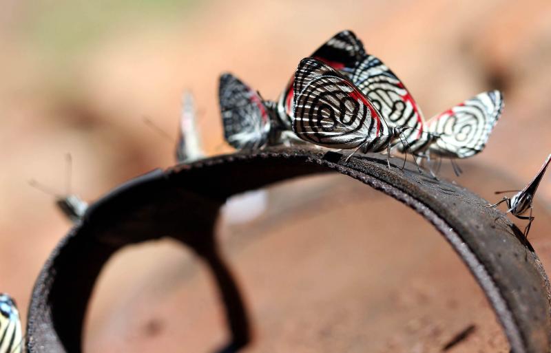 Butterflies
