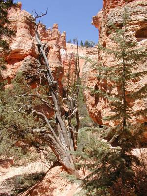 Bryce.P7111363.JPG