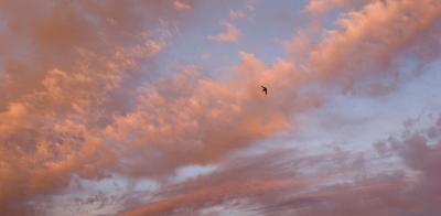 Spanish Swifts at Sunset