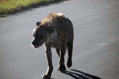 South Africa, March 2008