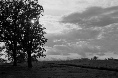 Oak Trees Topcon Super D 58mm 1pt4.jpg