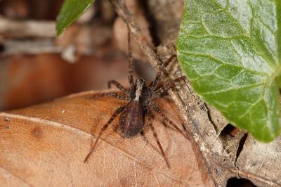 Pardosa lugubris