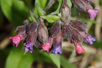 Pulmonaire officinale