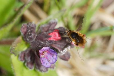 Bombylius major