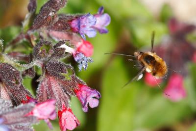 Bombylius major