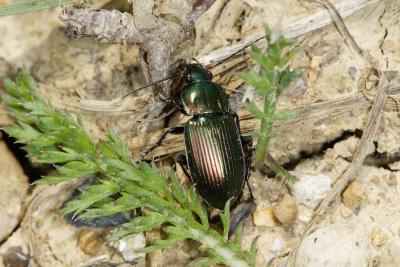 Abax parallelepipedus