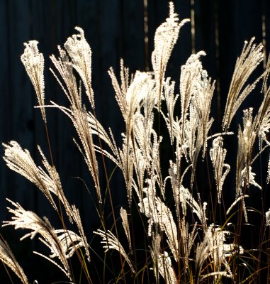 grass in sunlight