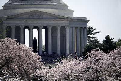 jefferson and the cherry blossoms