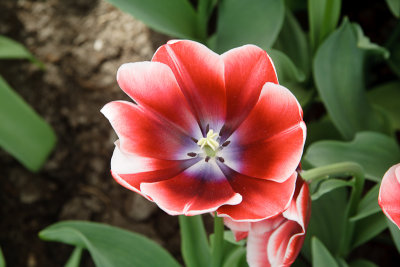 Dying Tulip