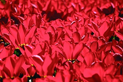 Red Tulips