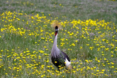 Crested Crane
