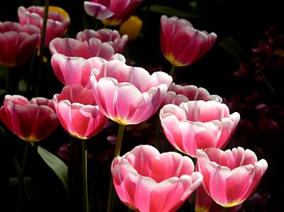 illuminated tulips