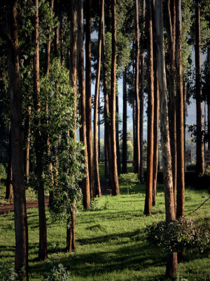 Eucalyptus Sunrise: Rwanda