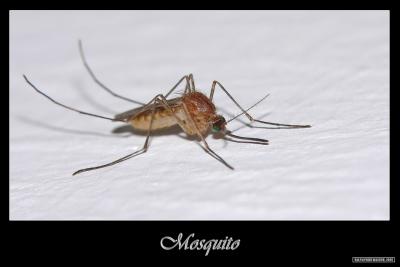 g3/98/630498/3/54777203.mosquito.jpg
